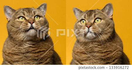 Portrait of an adult gray straight-eared cat on a yellow background 133916272