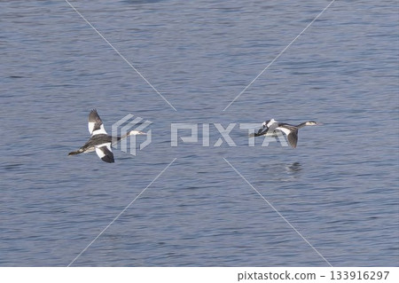 Two great crested grebes in flight 133916297