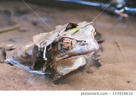 一隻頭頂著枯葉的日本蟾蜍 133916610