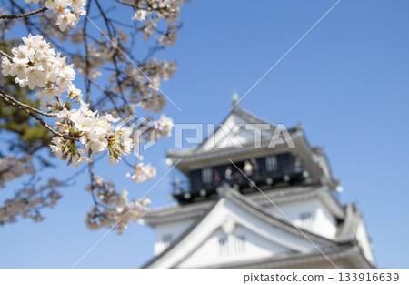 Okazaki Castle Sakura Okazaki Castle Sakura 133916639
