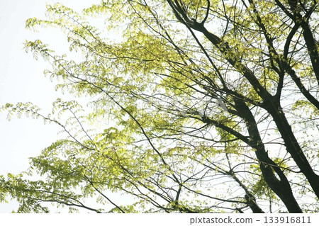 櫸樹：當新的小葉子開始生長時 133916811