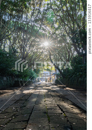 清晨的陽光灑在坂倉造崎神社的樹木和通往神社的道路上。 133916817