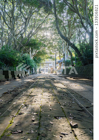 The trees of Sakatsuraisosaki Shrine and the approach to the shrine bathed in the morning sun The trees of Sakatsuraisosaki Shrine and the approach to the shrine bathed in the morning sun 133916821