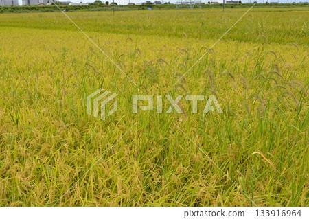 有害雜草 Cane nubier 133916964