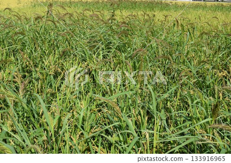 有害雜草 Cane nubier 133916965