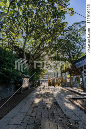 The approach to Sakatsuraisosaki Shrine and the trees as the morning sun shines through The approach to Sakatsuraisosaki Shrine and the trees as the morning sun shines through 133916966
