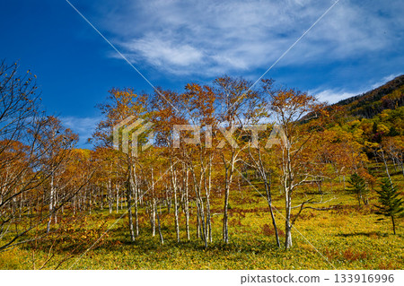 Autumn leaves of Dakkamba 133916996