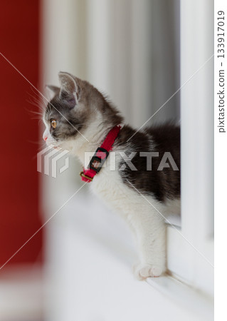 Kitten in the window side Kitten in the window side 133917019