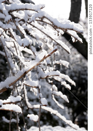 Snow on a tree branch 133917120