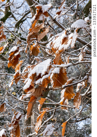 Autumn leaves with snow Autumn leaves with snow 133917121