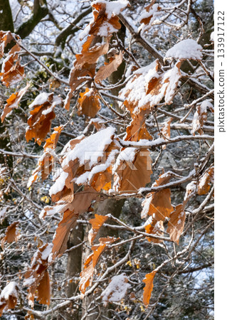 Autumn leaves with snow 133917122