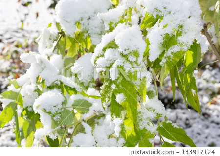 leaves covered with snow 133917124