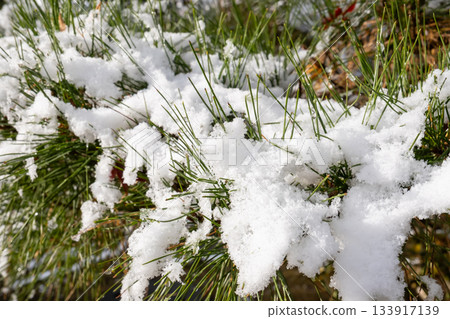 Pine tree with snow Pine tree with snow 133917139