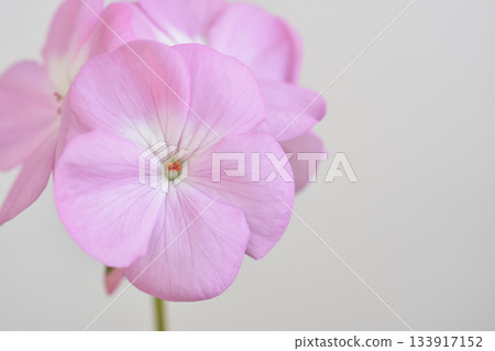Geranium Geranium 133917152