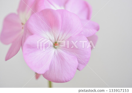 Geranium 133917153