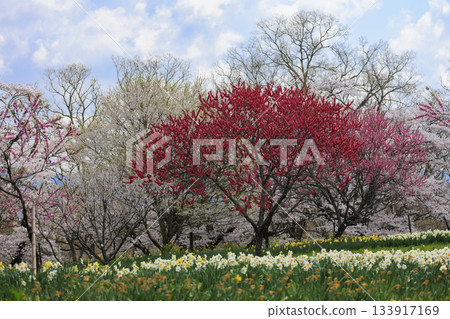 Spring scenery of the National Bihoku Hillside Park: Cherry blossoms, peach blossoms, daffodils and blue sky Spring scenery of the National Bihoku Hillside Park: Cherry blossoms, peach blossoms, daffodils and blue sky 133917169