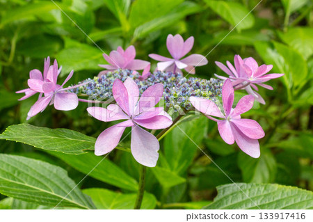 Hydrangea flowers (dance party) Hydrangea flowers (dance party) 133917416