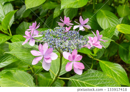 Hydrangea flowers (dance party) 133917418