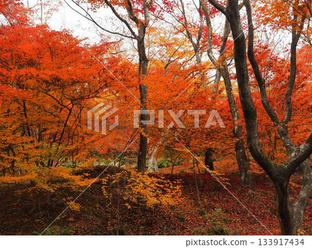 京都_寶鏡院 京都_寶鏡院 133917434
