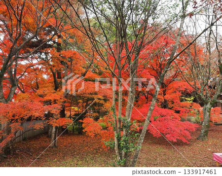 Kyoto_Hokyo-in Temple Kyoto_Hokyo-in Temple 133917461