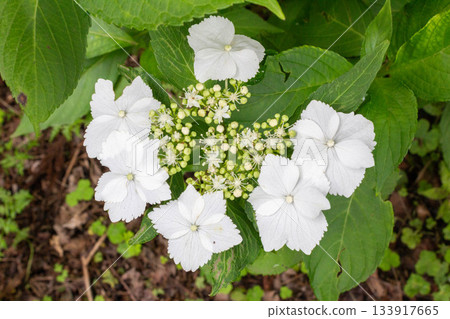 繡球花(Ose) 繡球花(Ose) 133917665