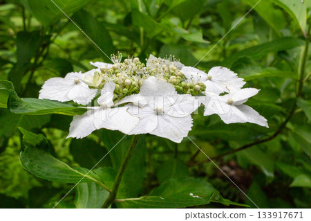 繡球花（Ose） 133917671