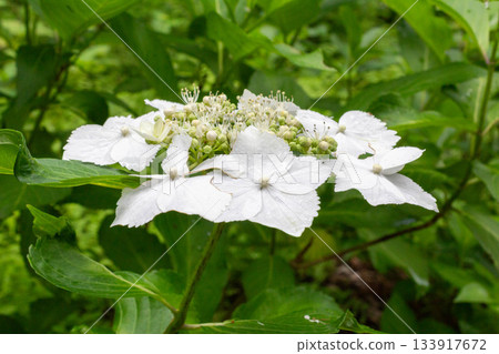 繡球花（Ose） 133917672
