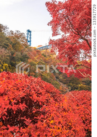 茨城縣日立田市：龍神吊橋的秋葉 133917729
