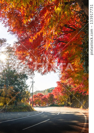 茨城縣日立田市：龍神吊橋的秋葉 133917731