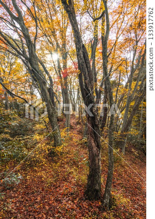 Hitachiota City, Ibaraki Prefecture: Autumn leaves at Ryujin Suspension Bridge 133917762