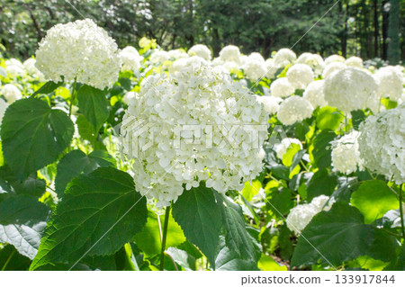 繡球花(安娜貝爾) 繡球花(安娜貝爾) 133917844