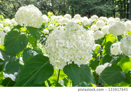 繡球花（安娜貝爾） 133917845