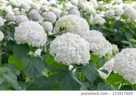 Hydrangea flower (Anabel) Hydrangea flower (Anabel) 133917884