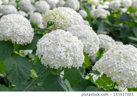 Hydrangea flower (Anabel) 133917885