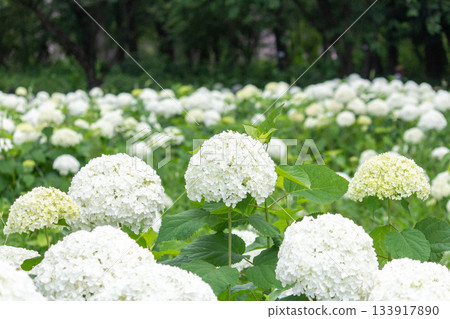 Hydrangea flower (Anabel) Hydrangea flower (Anabel) 133917890