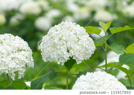 Hydrangea flower (Anabel) Hydrangea flower (Anabel) 133917893