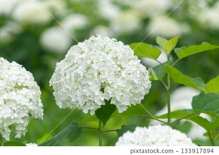 Hydrangea flower (Anabel) Hydrangea flower (Anabel) 133917894