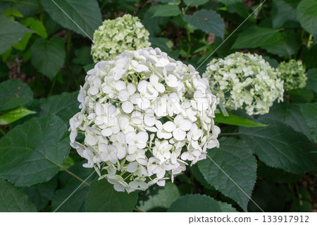 Hydrangea flower (Anabel) Hydrangea flower (Anabel) 133917912