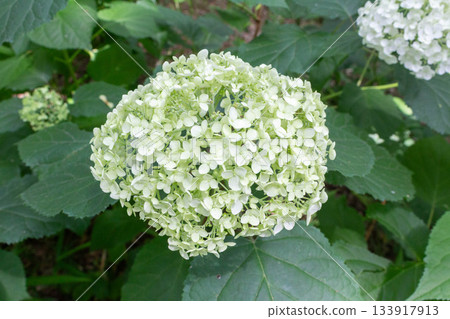 繡球花(安娜貝爾) 繡球花(安娜貝爾) 133917913