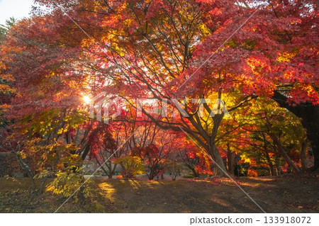 茨城縣水戶市—喜樂園紅葉谷的秋葉 133918072