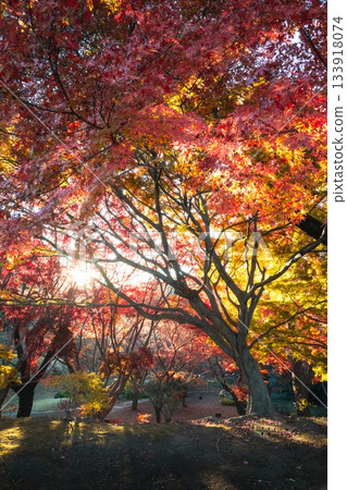 茨城縣水戶市—喜樂園紅葉谷的秋葉 133918074