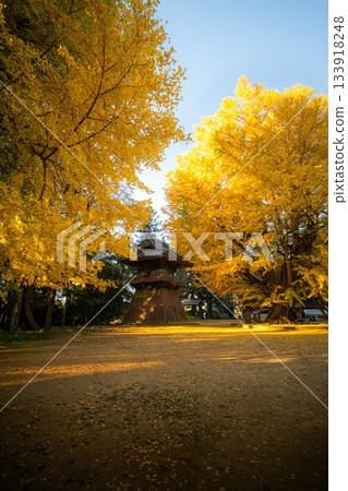 茨城縣名形市西蓮寺內的大銀杏樹 133918248