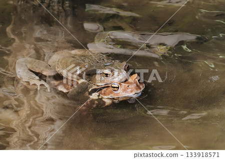 A pair of Japanese common toads spawning 133918571