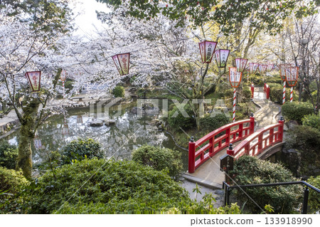 Sakura scenery of Utsubuki Park (Kurayoshi City) 133918990
