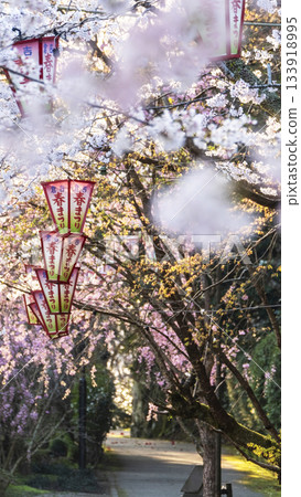 宇吹公園（倉吉市）的櫻花景色 133918995