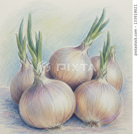 Onions painted in watercolor Onions painted in watercolor 133919021