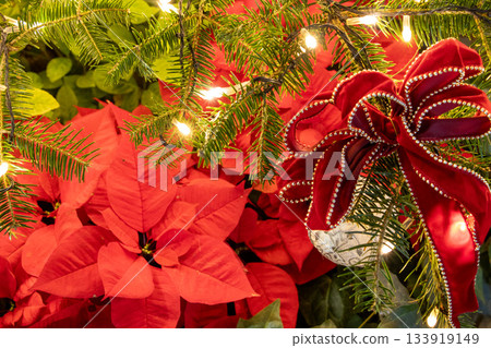 Poinsettia Illumination Poinsettia Illumination 133919149