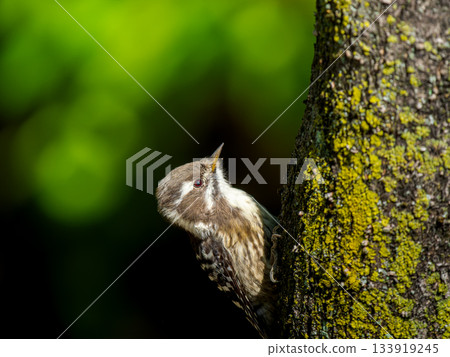 Kogera stuck in a tree Kogera stuck in a tree 133919245