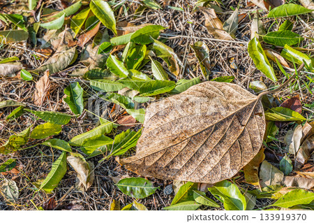 Fall fall leaves image Fall fall leaves image 133919370