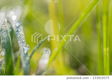 Grass with morning dew - Autumn image Grass with morning dew - Autumn image 133919375